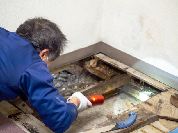 Best Specialized Mold Remediation in Wolf Lake, MI